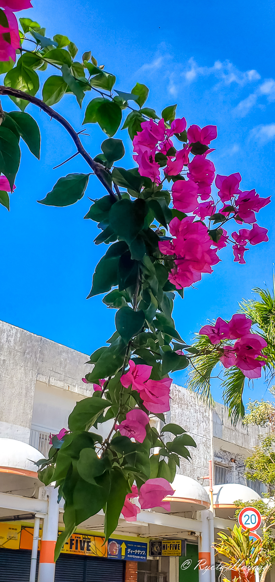 ブーゲンビレアの咲く街角