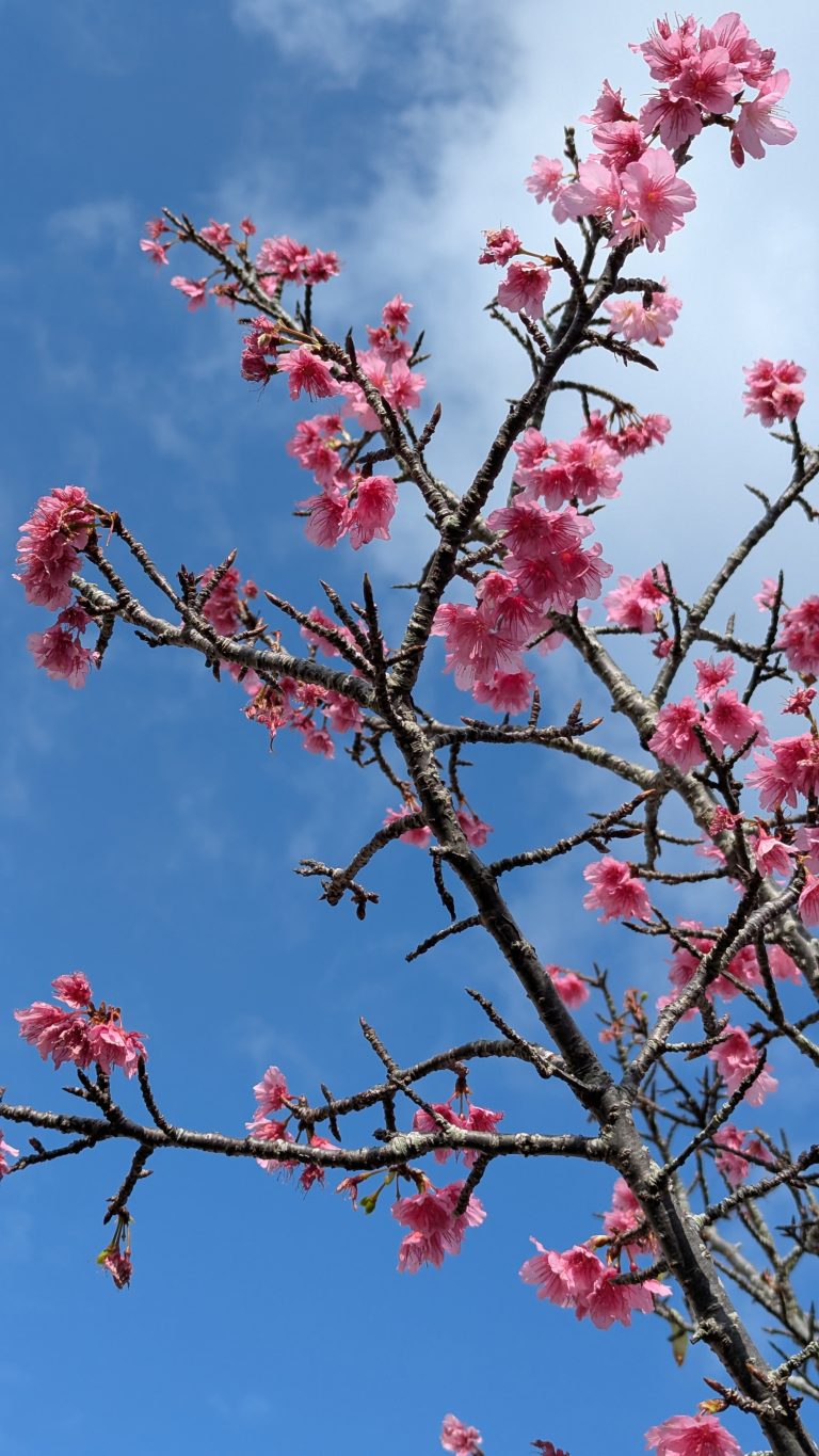街中を歩いていても桜が目に留まる季節